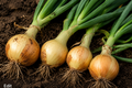 Onions